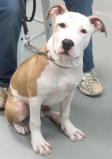 Arriving at LHS at 4 mos. old